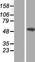 SMAD9 Protein (Over-Expression Lysate Myc-DDK (Flag))