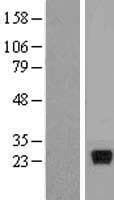 IFNL2 / IL28A Protein (Over-Expression Lysate Myc-DDK (Flag))