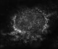 IHC-plus™ HDAC4 Antibody (N-Terminus)