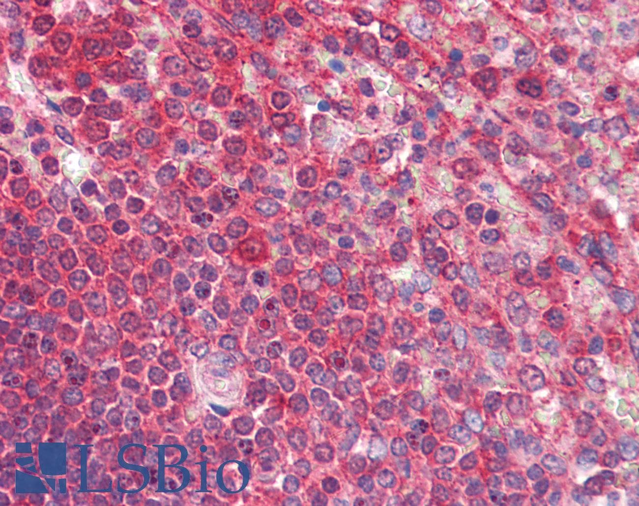 IHC-plus™ CD19 Antibody (aa393-421)