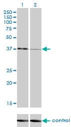 Monoclonal Mouse anti-Human USF1 / USF Antibody (clone 3F6, WB)