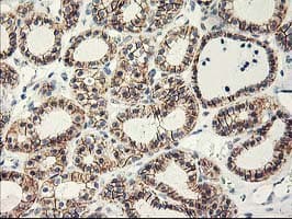 APBB3 Antibody (clone OTI5G3)