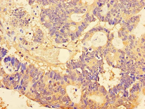 BUB3 Antibody