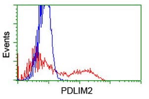 PDLIM2 / SLIM Antibody (clone OTI14D9)