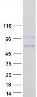 Human MAZ Protein (Recombinant Myc-DDK (Flag))