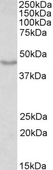 DCX / Doublecortin Antibody (aa232-242)