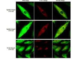 Polyclonal Goat anti-Rabbit PFKM / PFK-1 Antibody (Lyophilized, IF, WB)