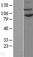 KDM1A / LSD1 Protein (Over-Expression Lysate Myc-DDK (Flag))