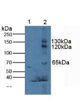 KL / Klotho Antibody (aa516-955, APC)