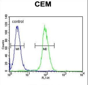 Polyclonal Rabbit anti-Human LIPC / Hepatic Lipase Antibody (aa9-36, WB)