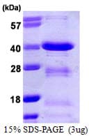 Human POU2AF1 / BOB1 Protein (Recombinant His)