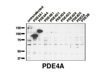 PDE4A / PDE4 Antibody (C-Terminus)