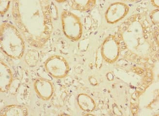 Polyclonal Rabbit anti-Human OLFML2A Antibody (aa1-300)