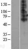 SLC46A2 Protein (Over-Expression Lysate Myc-DDK (Flag))