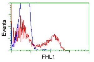 Monoclonal Mouse anti-Human SLIM / FHL1 Antibody (clone OTI2E1, IF, WB)
