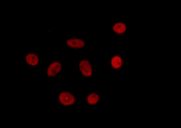 SCAF4 Antibody