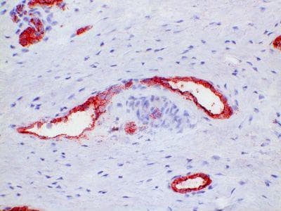 Macrophages, Neutrophils Antibody (clone PM1)