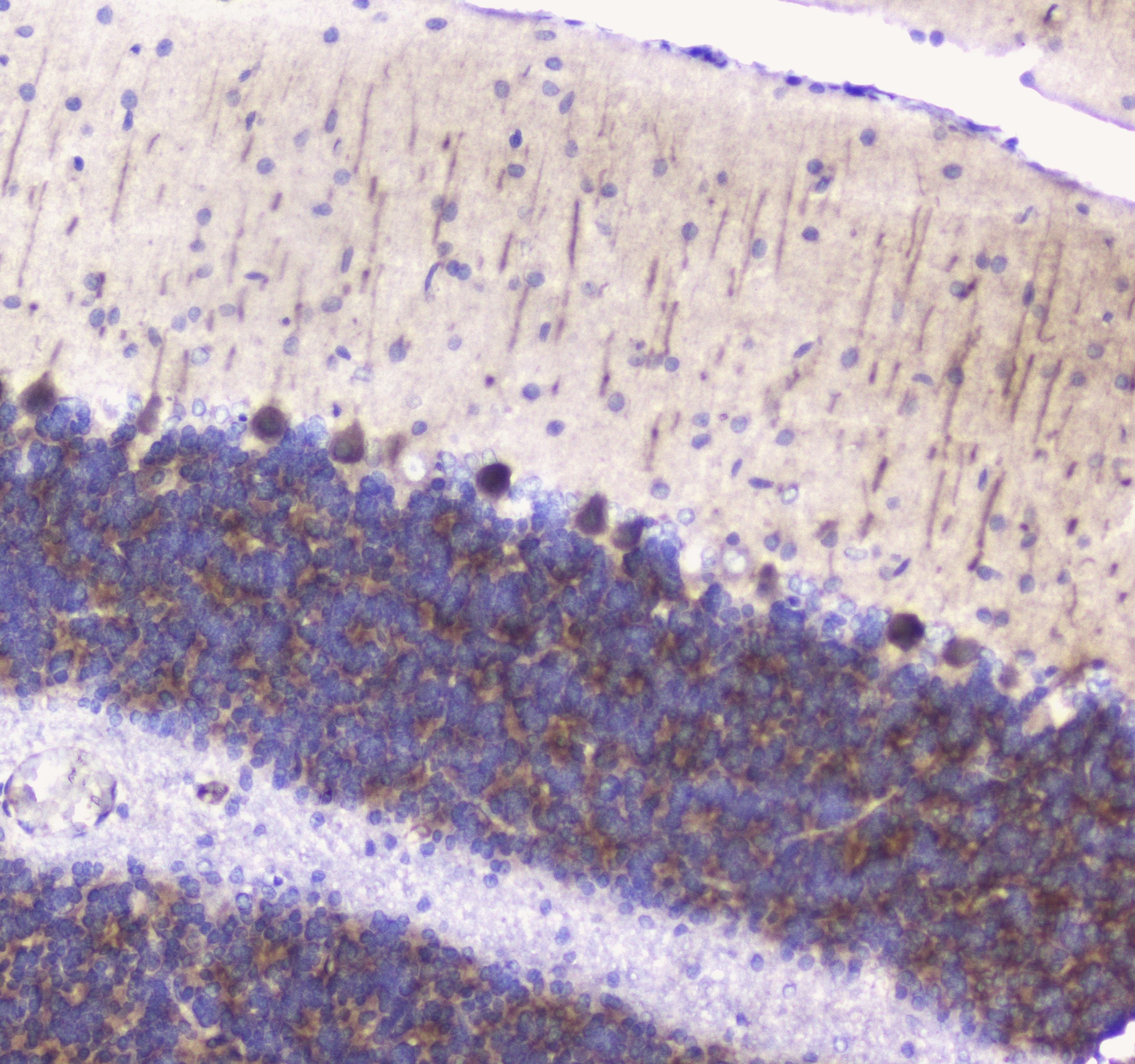 Polyclonal Rabbit anti-Rat BTC / Betacellulin Antibody (IHC, WB)