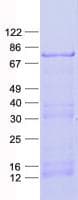 Human CLIP4 / RSNL2 Protein (Recombinant His, N-Terminal)