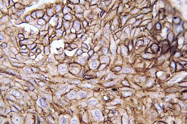 AQP3 / Aquaporin 3 Antibody (aa165-214)
