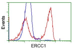 ERCC1 Antibody (clone OTI1A8)