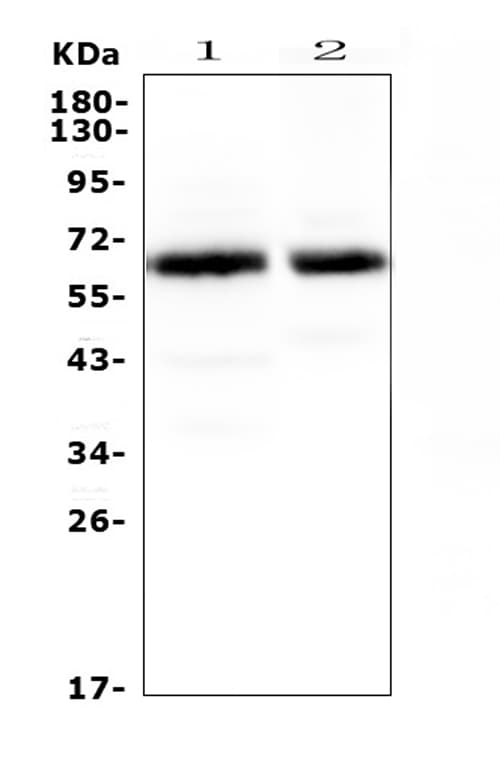 SYT1 / Synaptotagmin Antibody