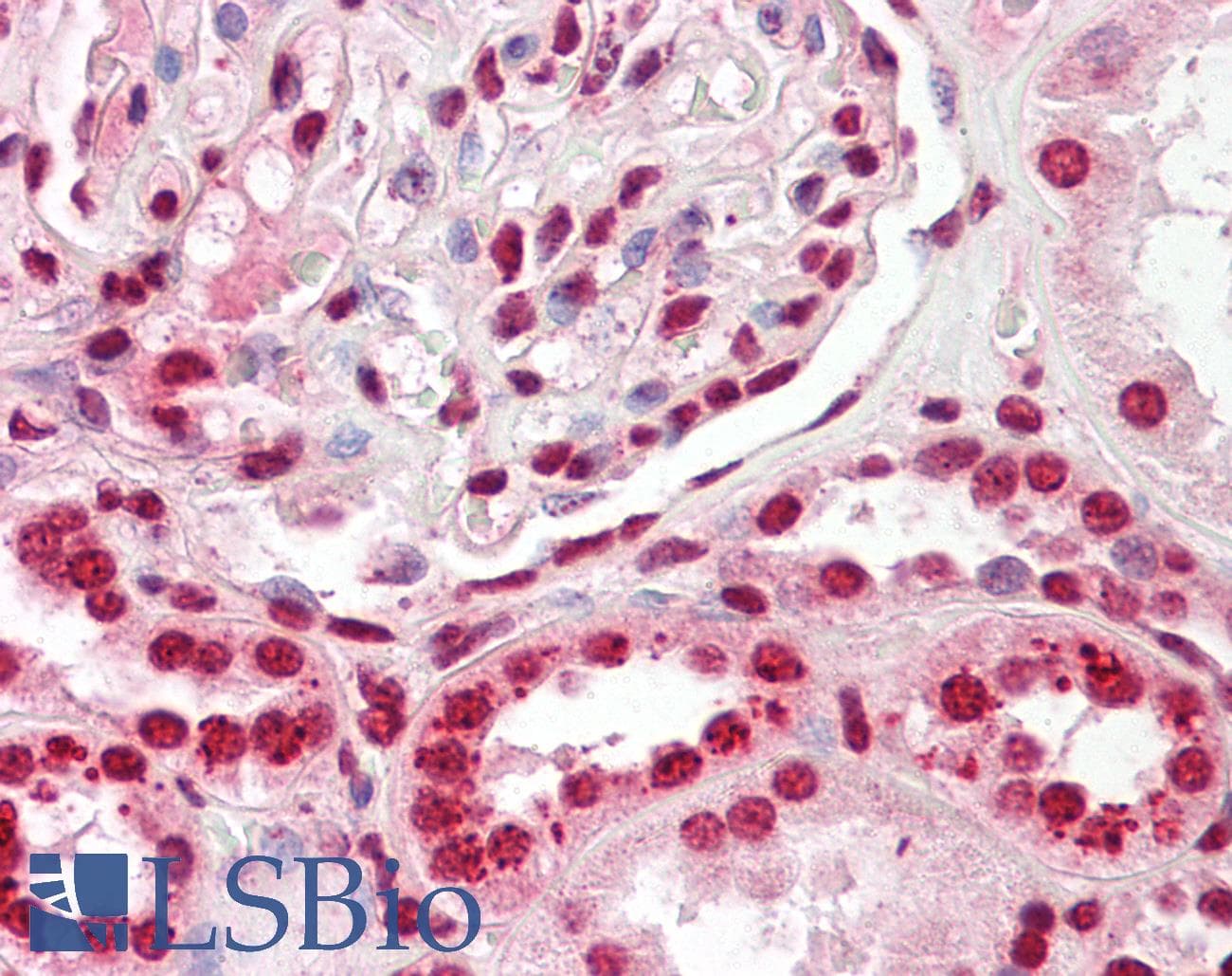 IHC-plus™ Polyclonal Rabbit anti-Human DFFB Antibody (IHC, WB)
