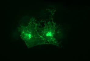 TNF Alpha Antibody (clone OTI1C1)