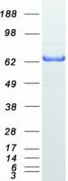 Human MX1 / MX Protein (Recombinant Myc-DDK (Flag))