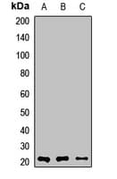 MLC3F / MYL1 Antibody