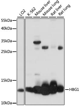HBG1 / Fetal Hemoglobin Antibody