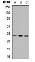 PRSS8 / Prostasin Antibody (N-Terminus)