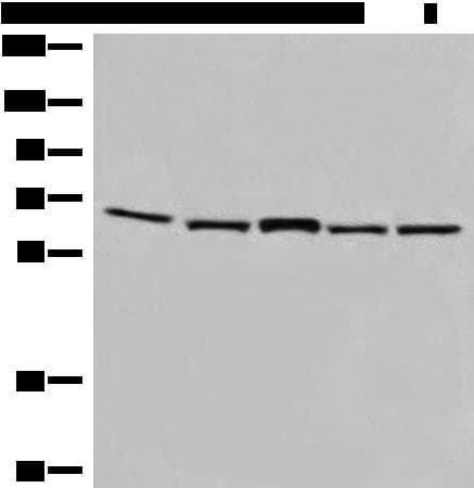 Testilin / EHD1 Antibody