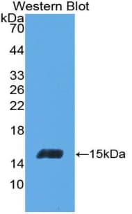 INHBC Antibody (aa236-352, Cy3)