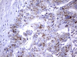 NEU1 / NEU Antibody (clone OTI3B3)