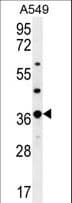 OR4M1 Antibody (aa277-306)