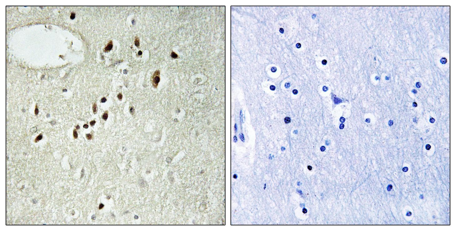 EMX2 Antibody
