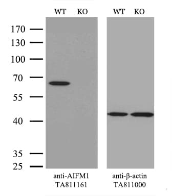 AIFM1 / AIF / PDCD8 Antibody (aa134-483, clone OTI4E6, Carrier-free)