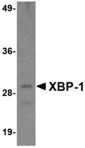 IHC-plus™ XBP1 Antibody (clone 3H1G4)