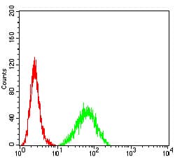 Monoclonal Mouse anti-Human BAFF / TNFSF13B Antibody (clone 6C3A2, IHC, WB)