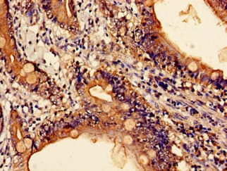 CTSZ / Cathepsin Z Antibody
