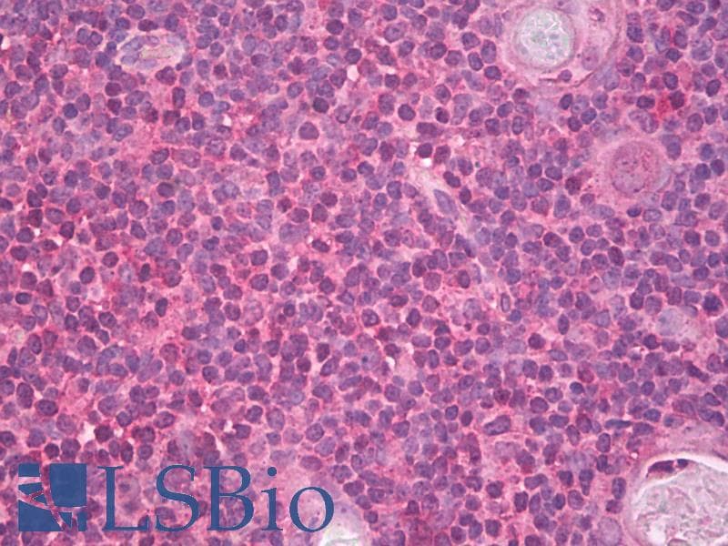 IHC-plus™ Monoclonal Mouse anti-Human CCL19 / MIP3-Beta Antibody (IHC, WB)