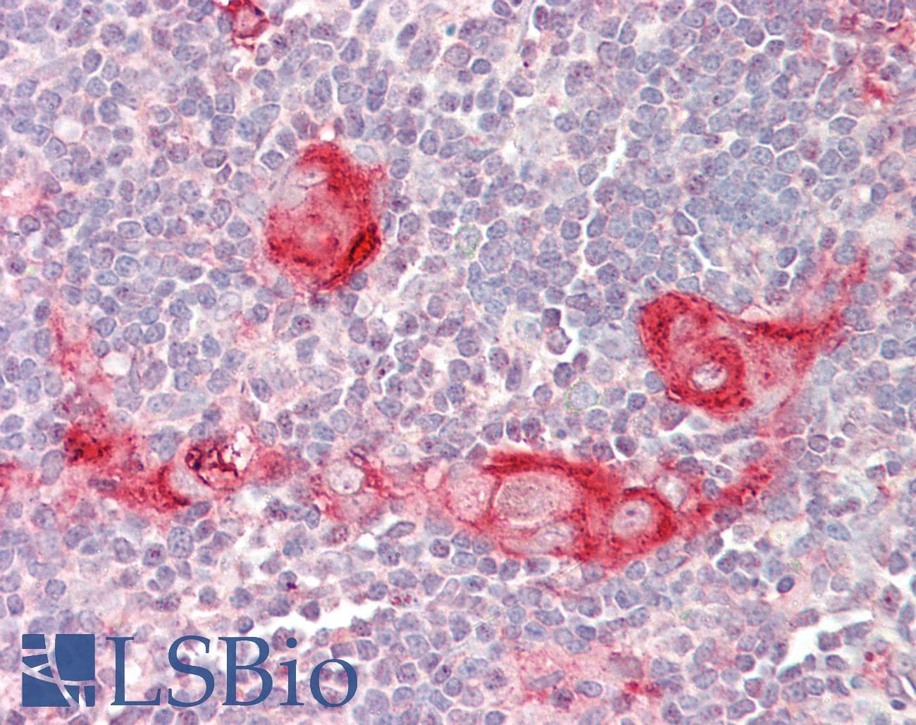 IHC-plus™ BID Antibody (aa230-241)