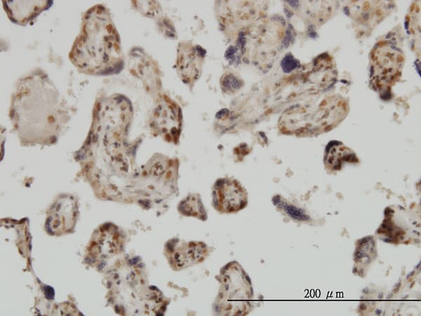 MED31 Antibody (clone 2C8)