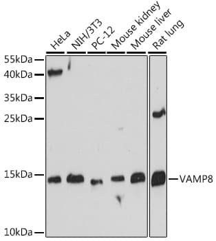 VAMP8 / VAMP-8 Antibody