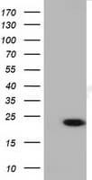 LIN7B Antibody (clone OTI1G1)
