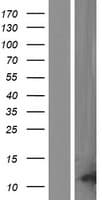 TP53AIP1 / p53 AIP1 Protein (Over-Expression Lysate Myc-DDK (Flag))