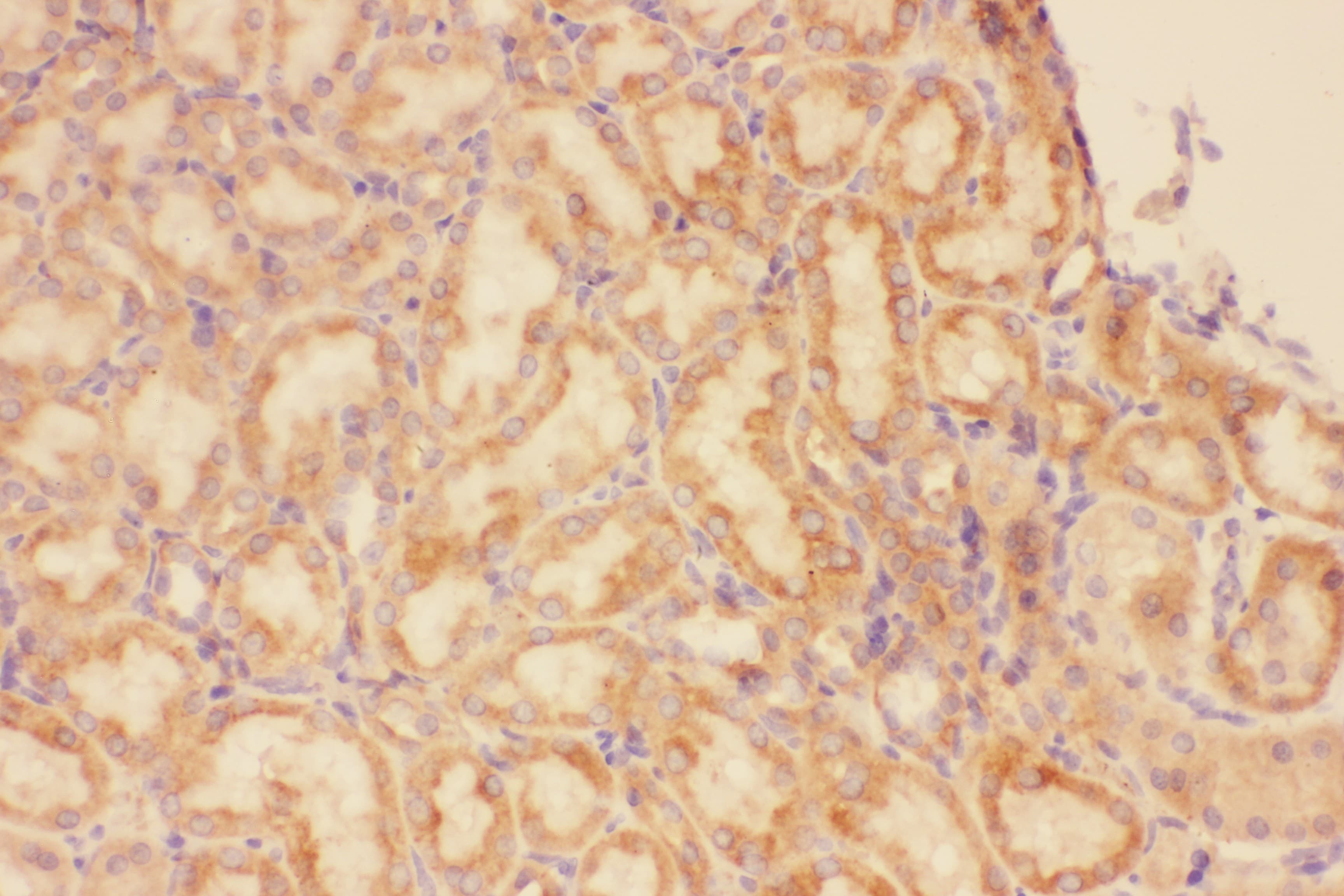 CXCR3 Antibody (aa1-368)