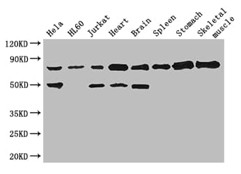 Polyclonal Rabbit anti-Human SENP1 Antibody (IHC, IF, WB)