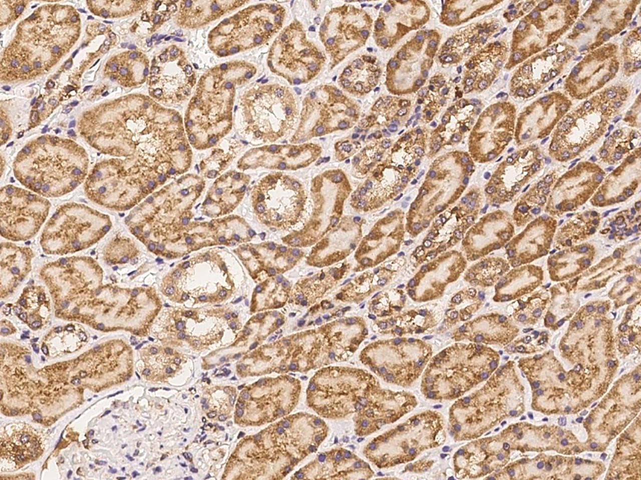 Protein S Antibody (Preservative Free)